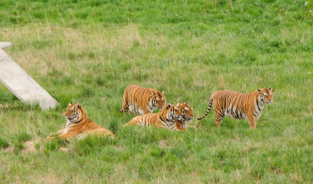 CppCon 2023 Field Trip: The Wild Animal Sanctuary | CppCon